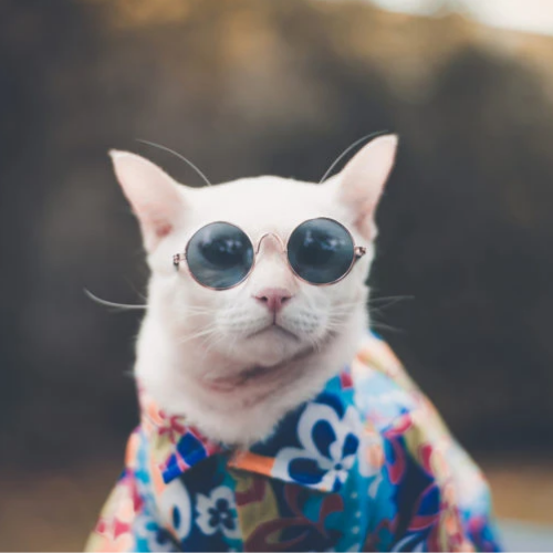 Cat in clothes hot sale