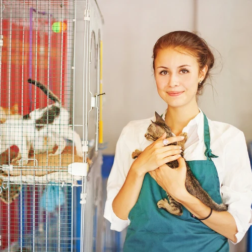 5 Questions to Ask a Shelter When Adopting a Cat