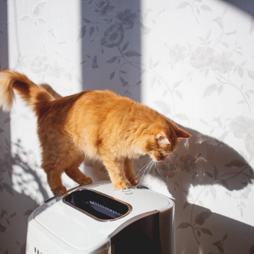 The Air Down There: How Air Quality Affects Your Cat