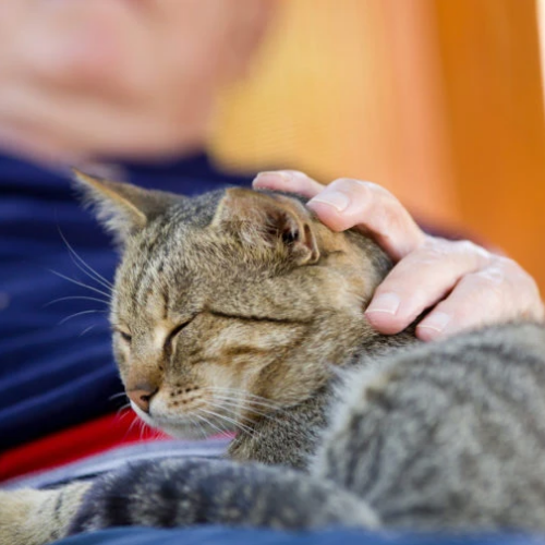 Caring for Your Senior Cat