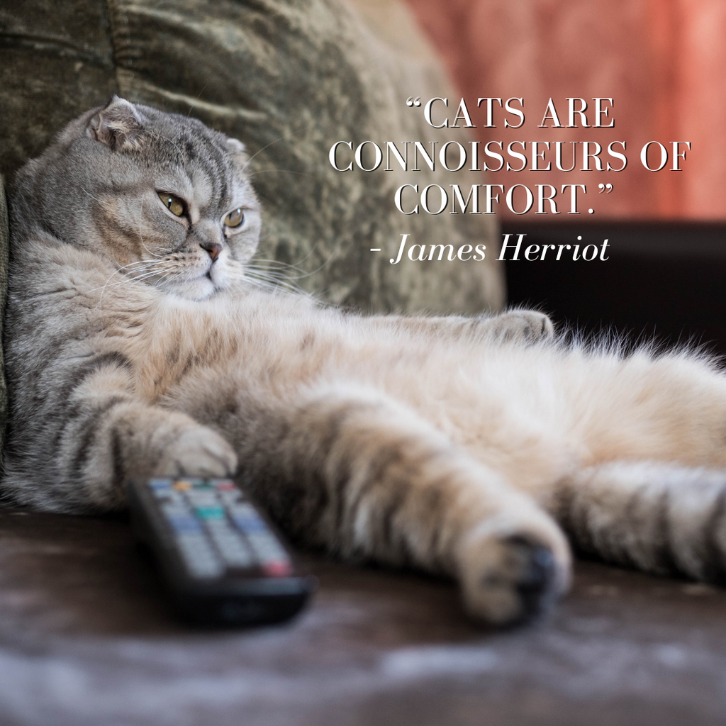 Our Favorite Cat Quotes