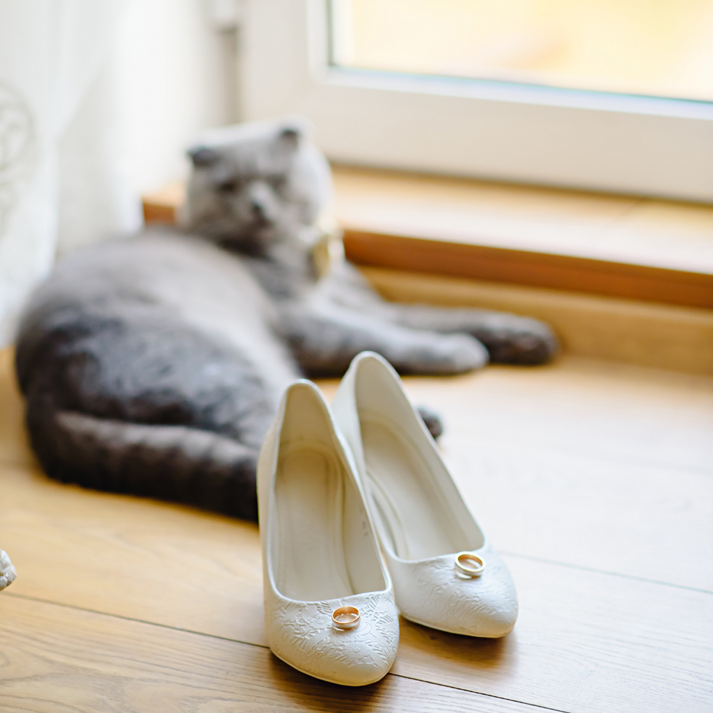 How to Incorporate Your Cat in Your Wedding