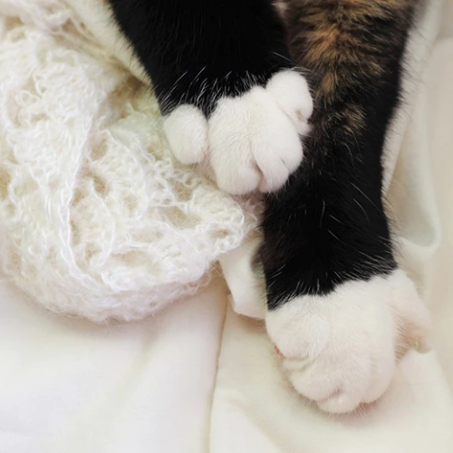 Kneading Dough Cats Padding Paws Cat Kneading Bread Gif Bread