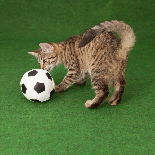 Cat Mascots: Top 10 Coolest Cat Logos in Major Sports