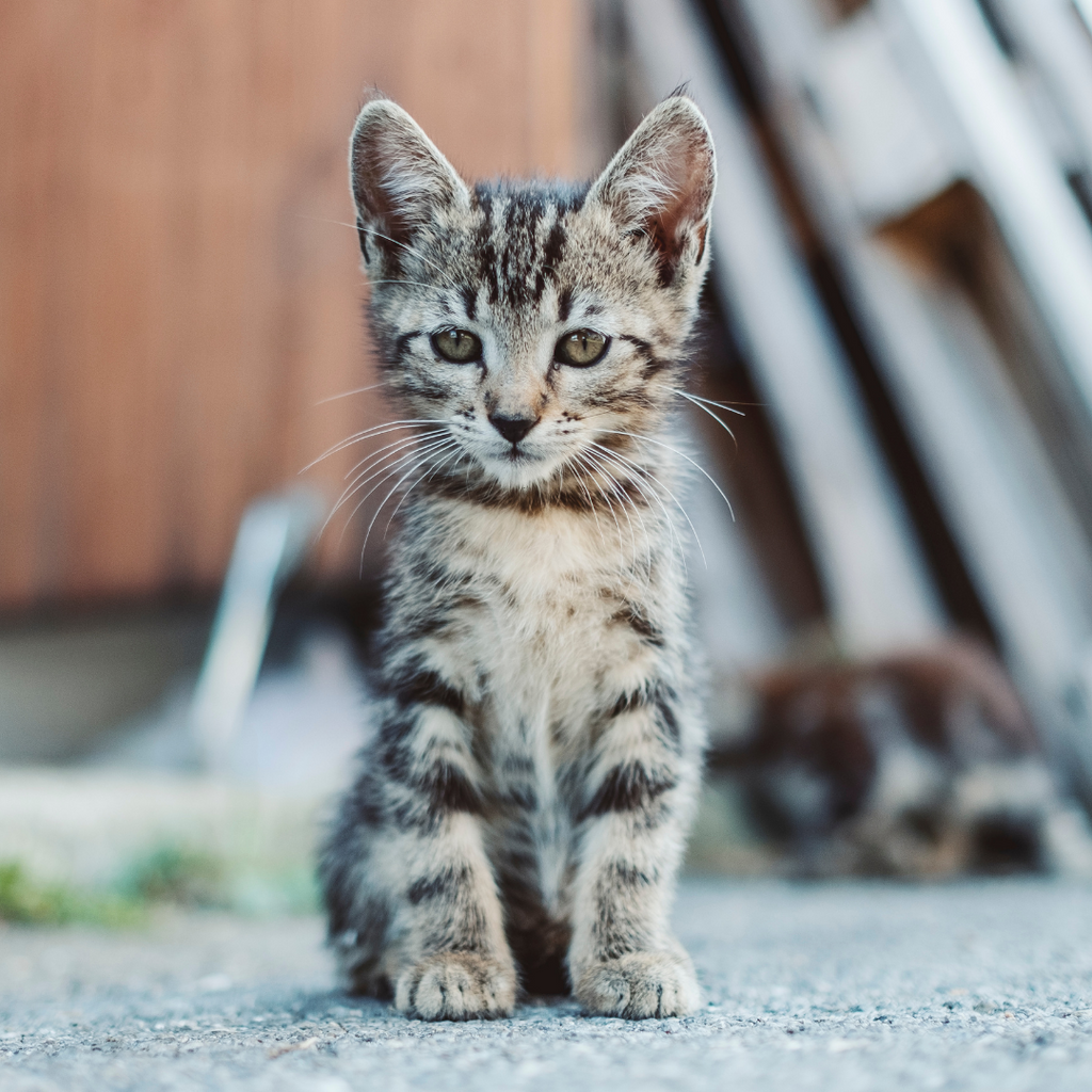 Kitten Season: What To Do If You Find a Stray Kitten