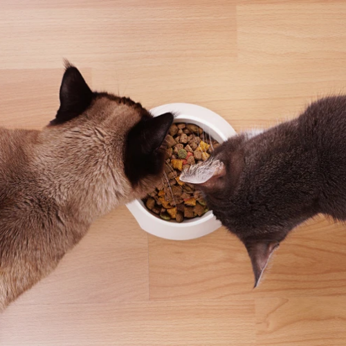 How to Choose The Right Food For Your Cat