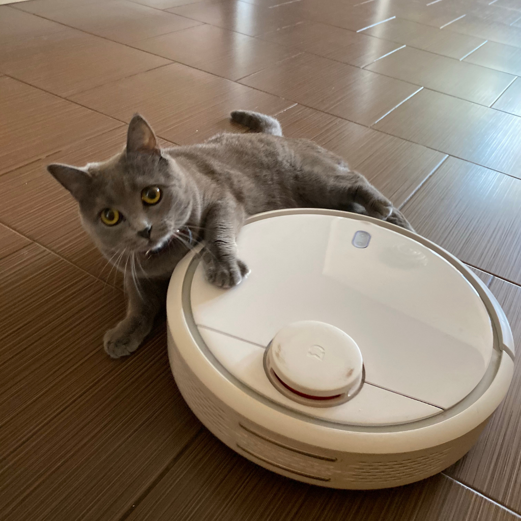 A grey cat lays with its paw on top of a white robot vacuum.