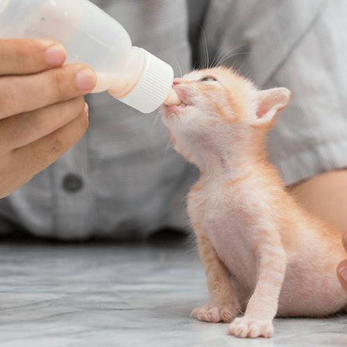 How To Tell If Your Kitten Was Properly Weaned