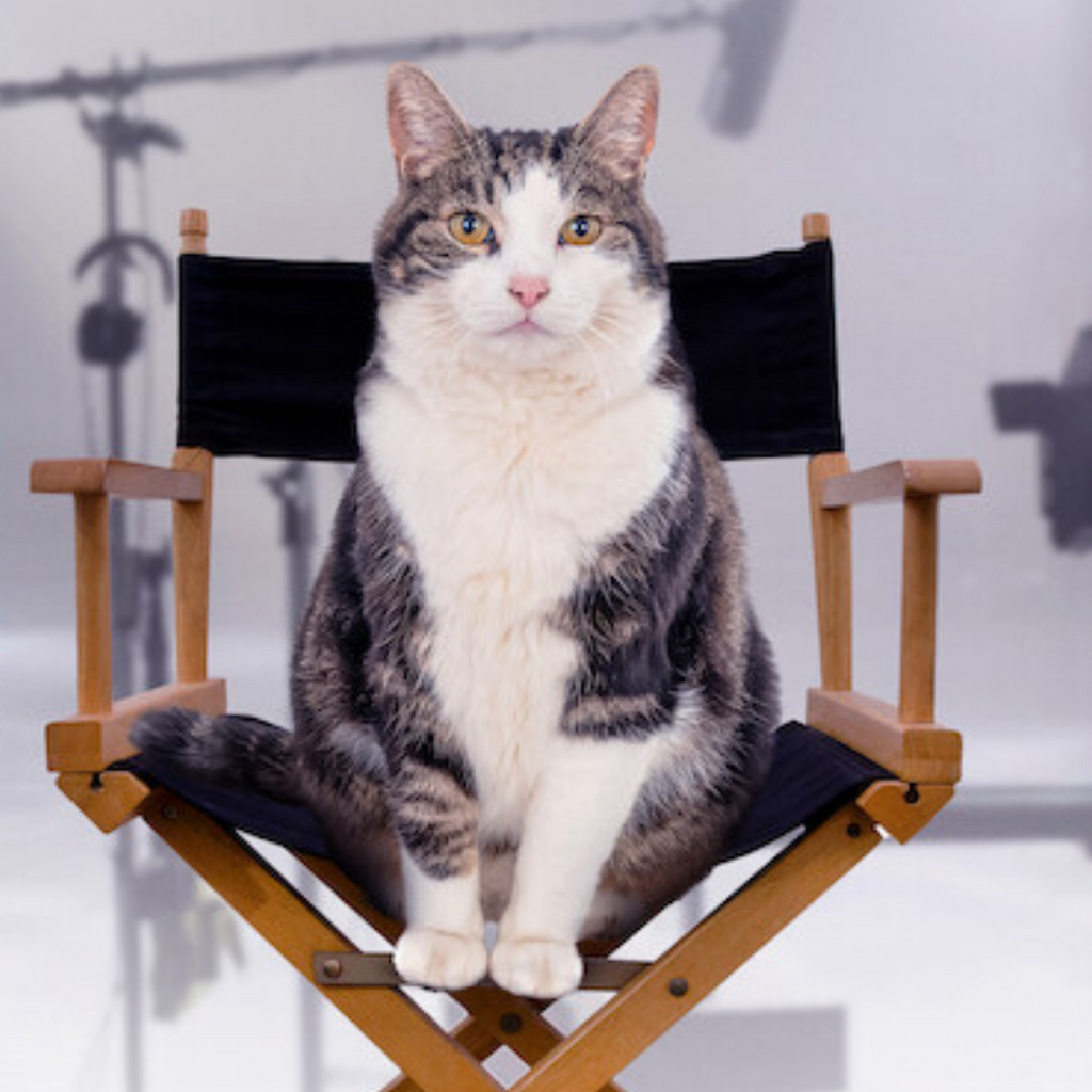 Kitty Love: An Homage to Cats - The Perfect Weekend Watch for All Cat Lovers