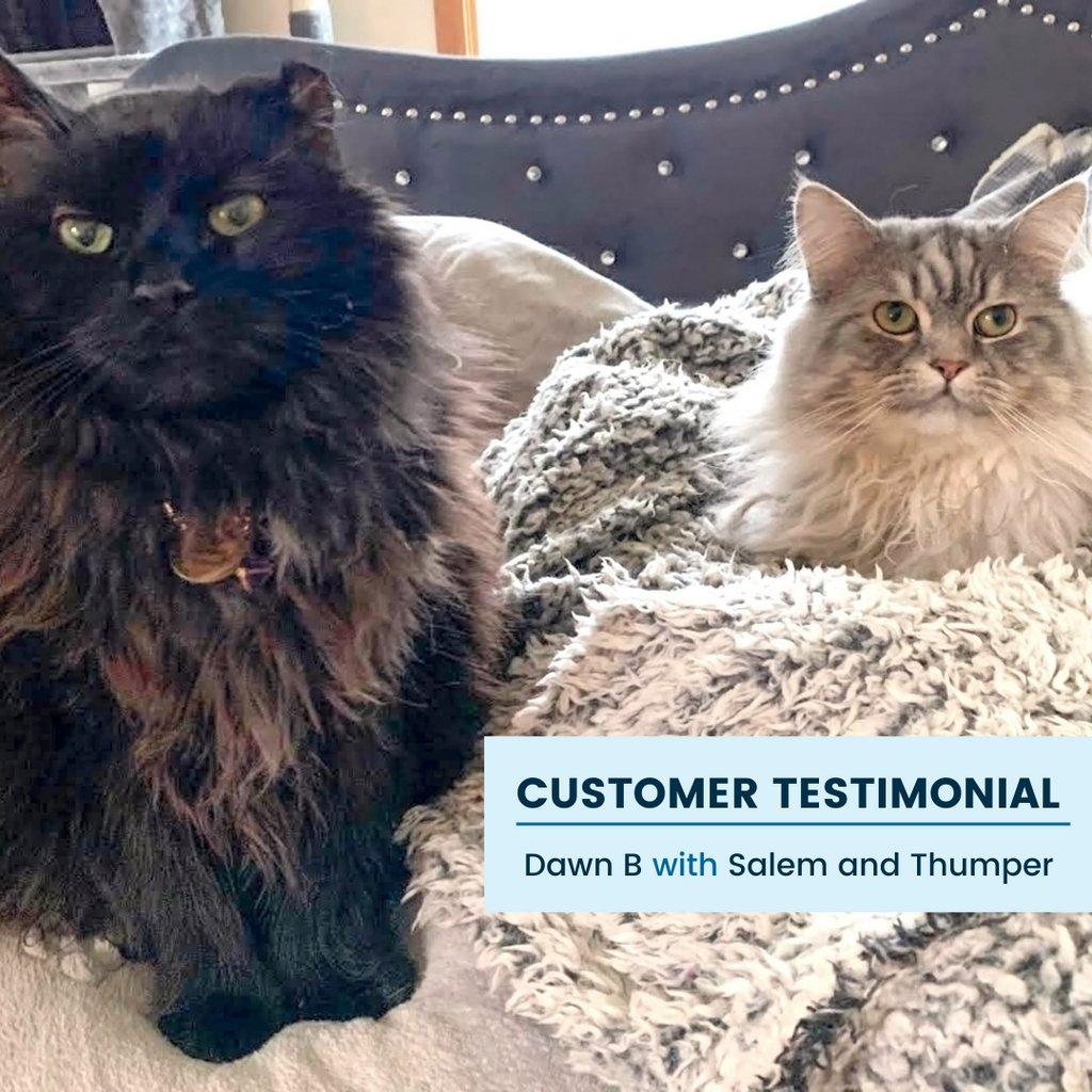 Customer Testimonial: Taking Care of Two Cats While Living with a Disability
