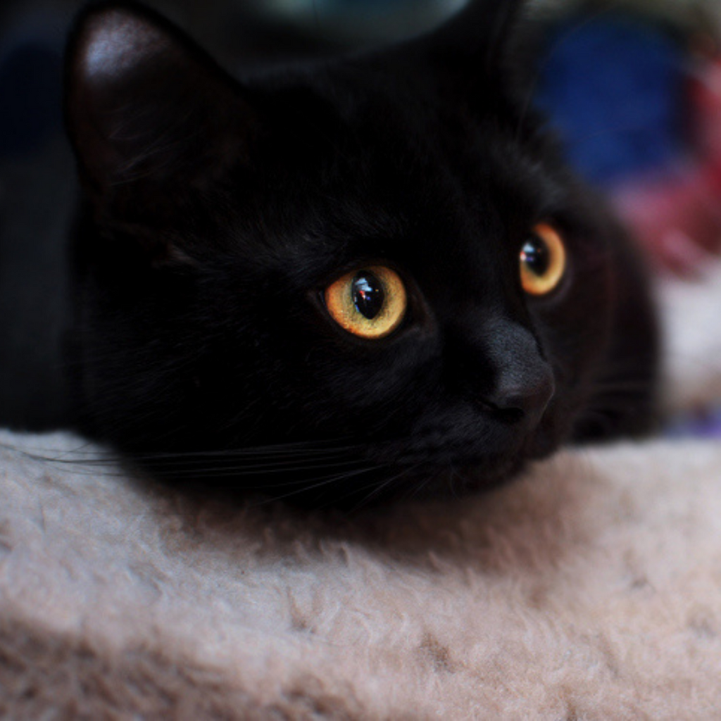 Why Are Black Cats So Amazing?
