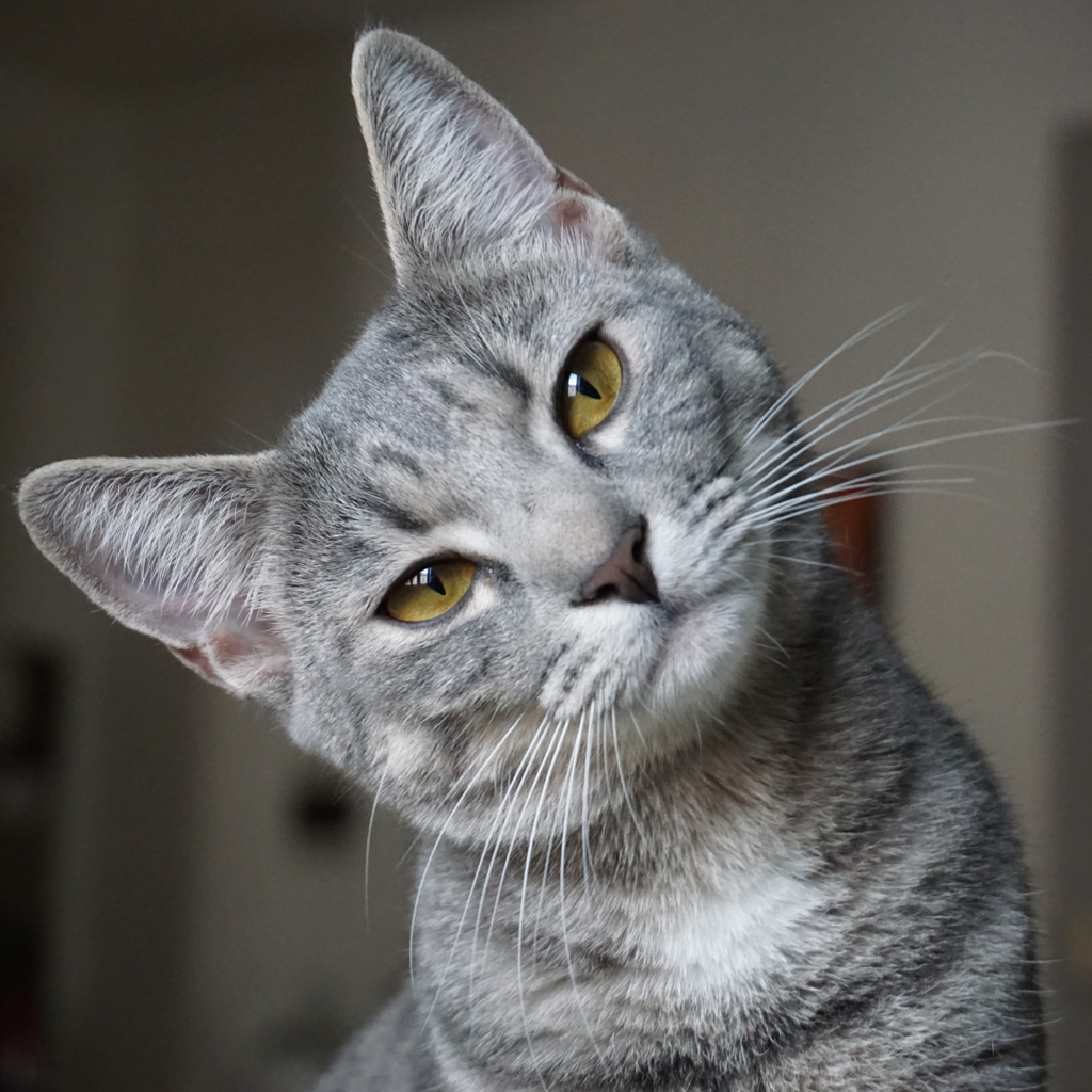 Decoding Your Cat's Body Language