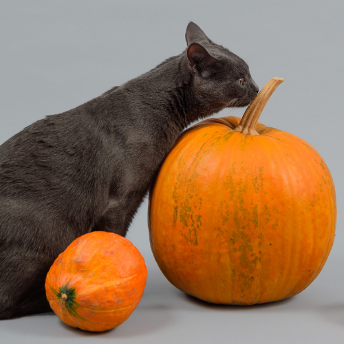 The Benefits of Feeding Pumpkin to Cats