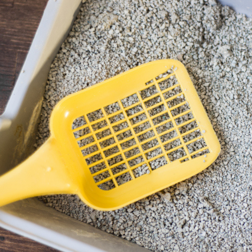 Your Cat's Litter Box Is Hurting The Environment