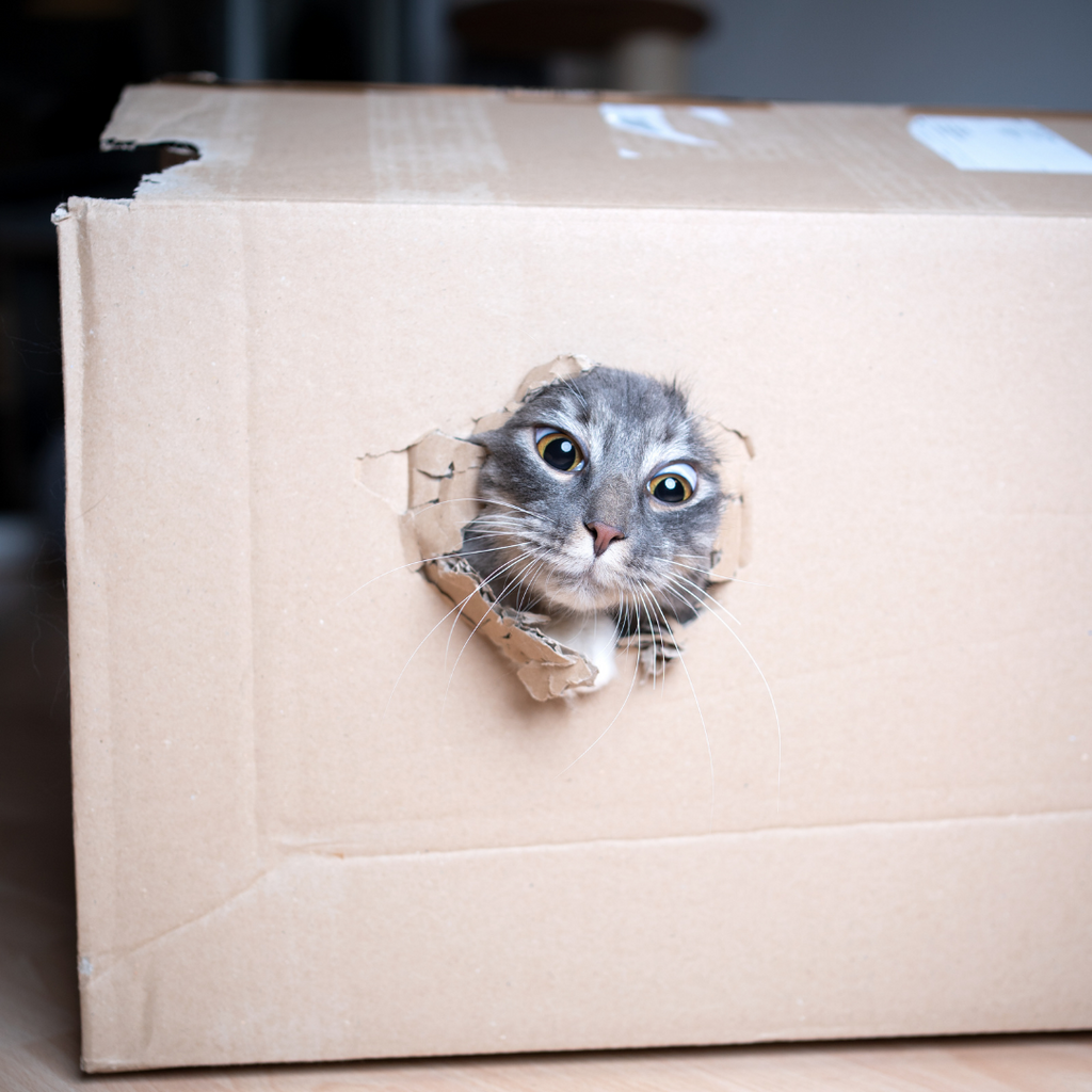 3 Ways To Go Green With Recycled DIY Cat Toys