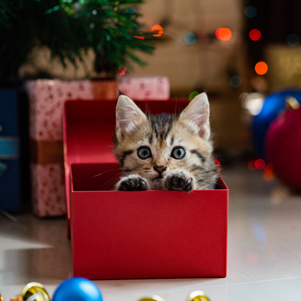 Cats As Gifts: Why You Should Give Serious Thought Beforehand