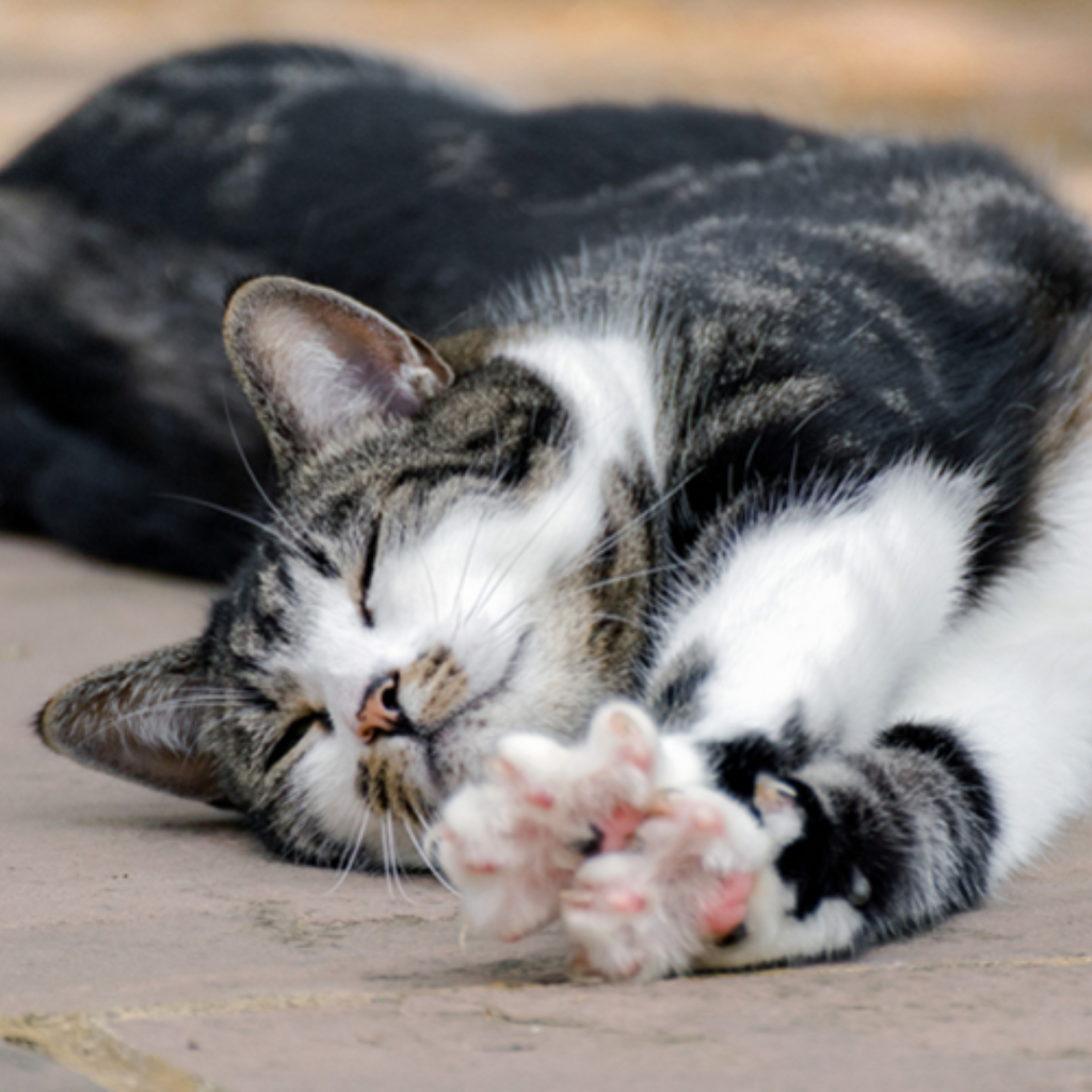 Catios: Outdoor Hanging for Hip Cats
