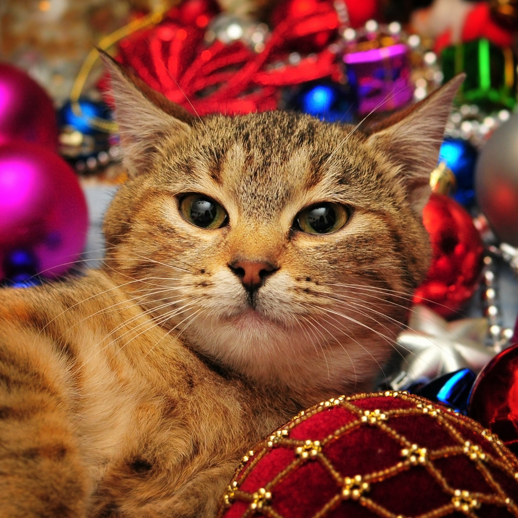5 Ways To Celebrate The Holidays With Your Cat