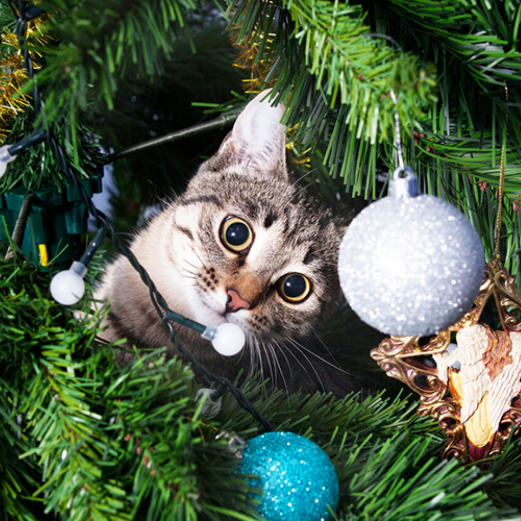Your Feline-Friendly Christmas Tree Guide
