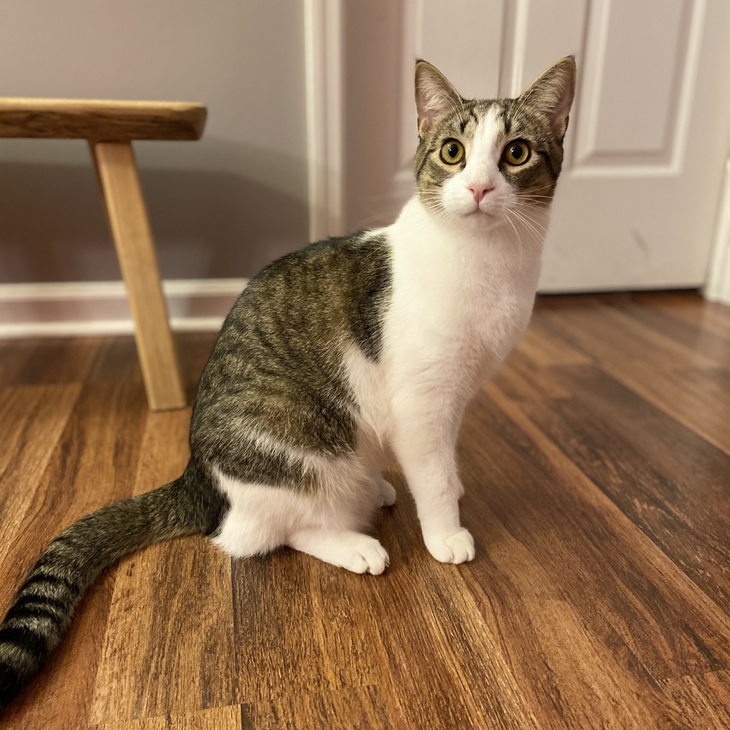 Is Fostering a Cat Right For You? Q & A with a Seasoned Fosterer