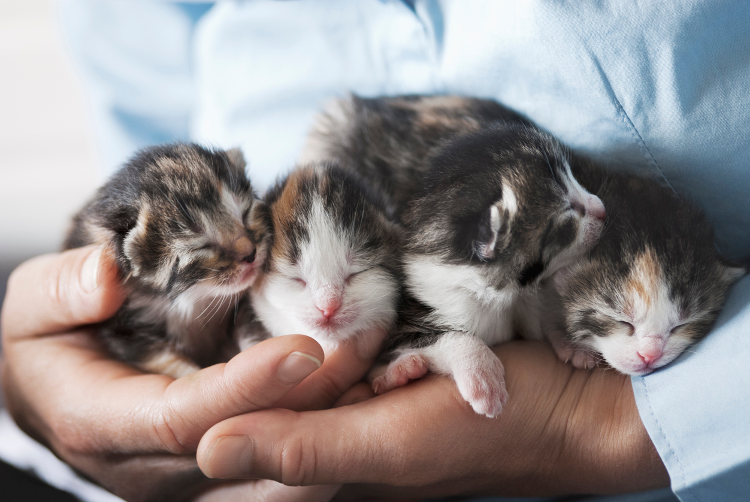 Do Kittens Just Know How to Use the Litter Box? Let’s Talk Instinct, Imitation, and Tech.
