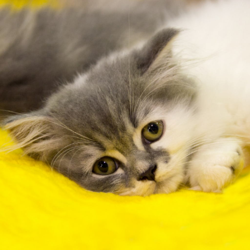 A Cat’s Secret Language of Pain