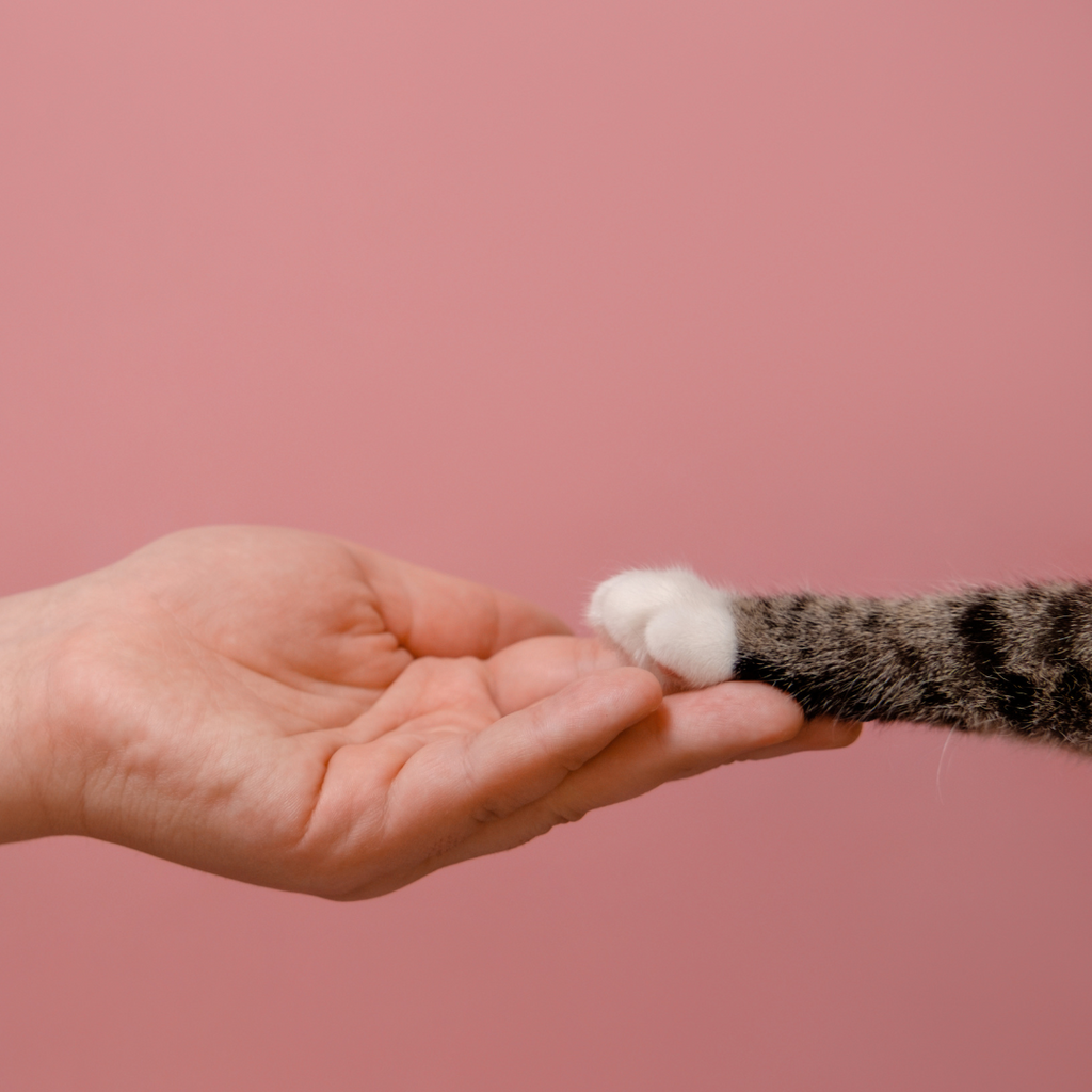 Pets Belong With Families Act and How You Can Show Your Support