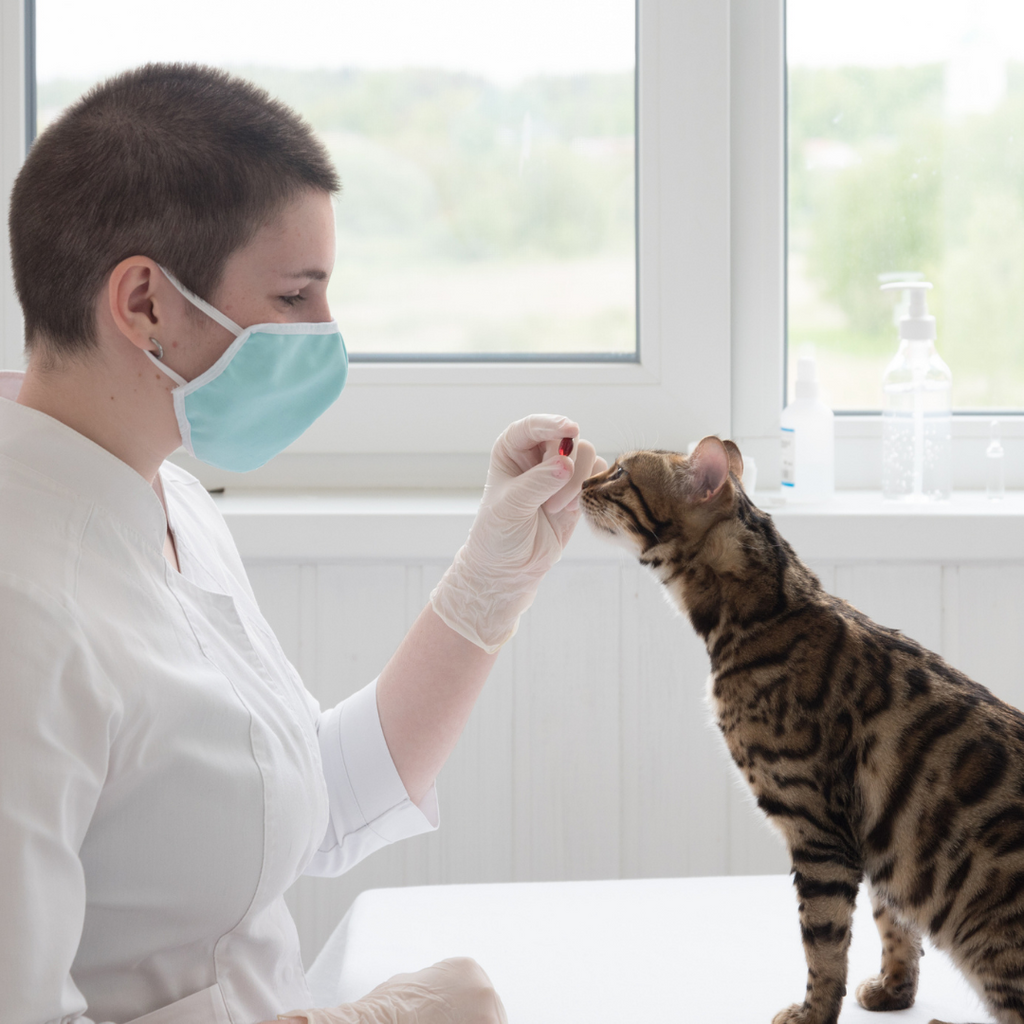 World Vet Day 2021 - Stories of Resilience, Ingenuity and Spirit from the COVID-19 Pandemic