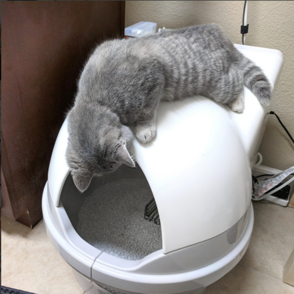 Why CatGenie Makes An Exceptional Gift