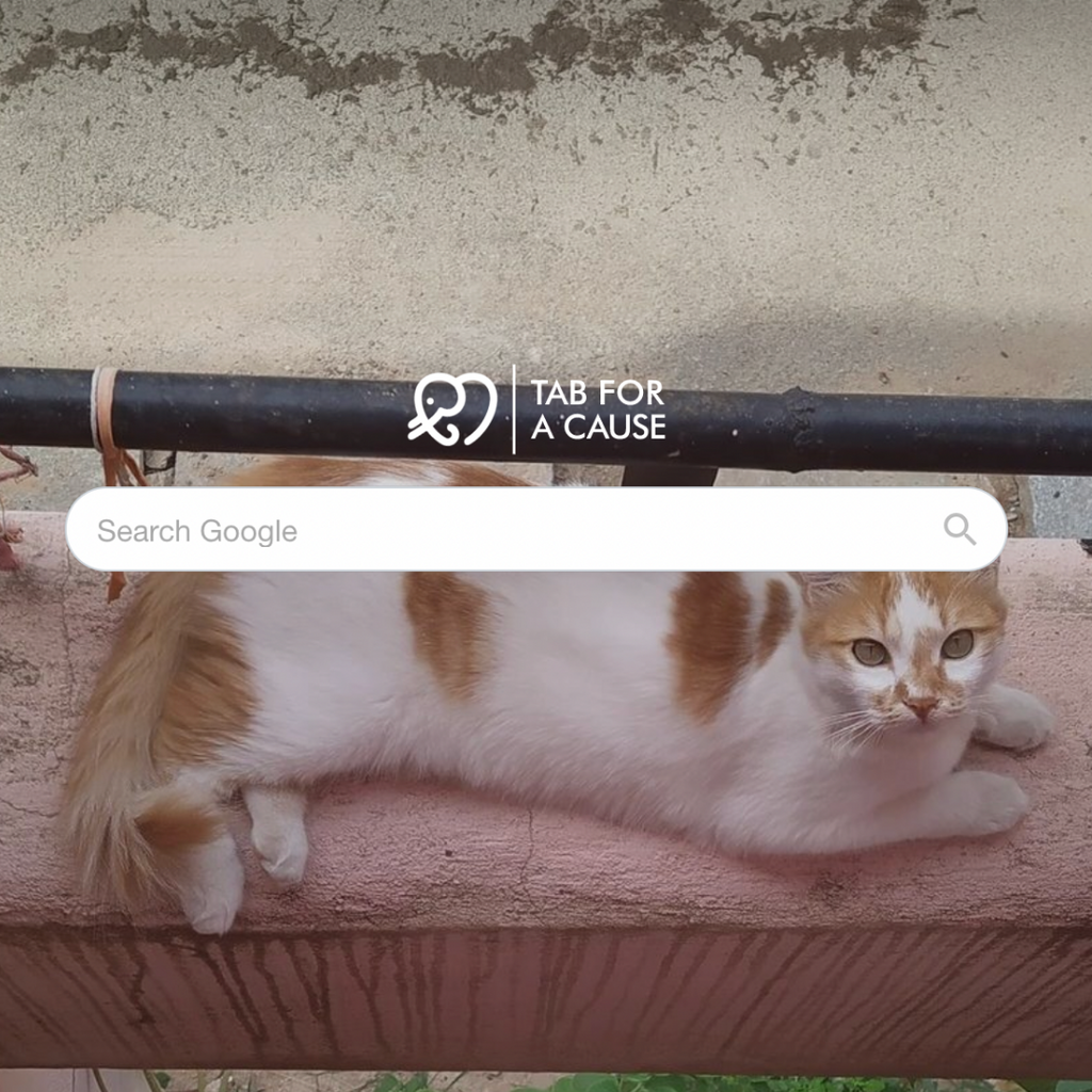 Cover photo showing the Tab For A Cause browser, Google search bar and a background photo of a tan and white cat laying down and looking up at the camera.