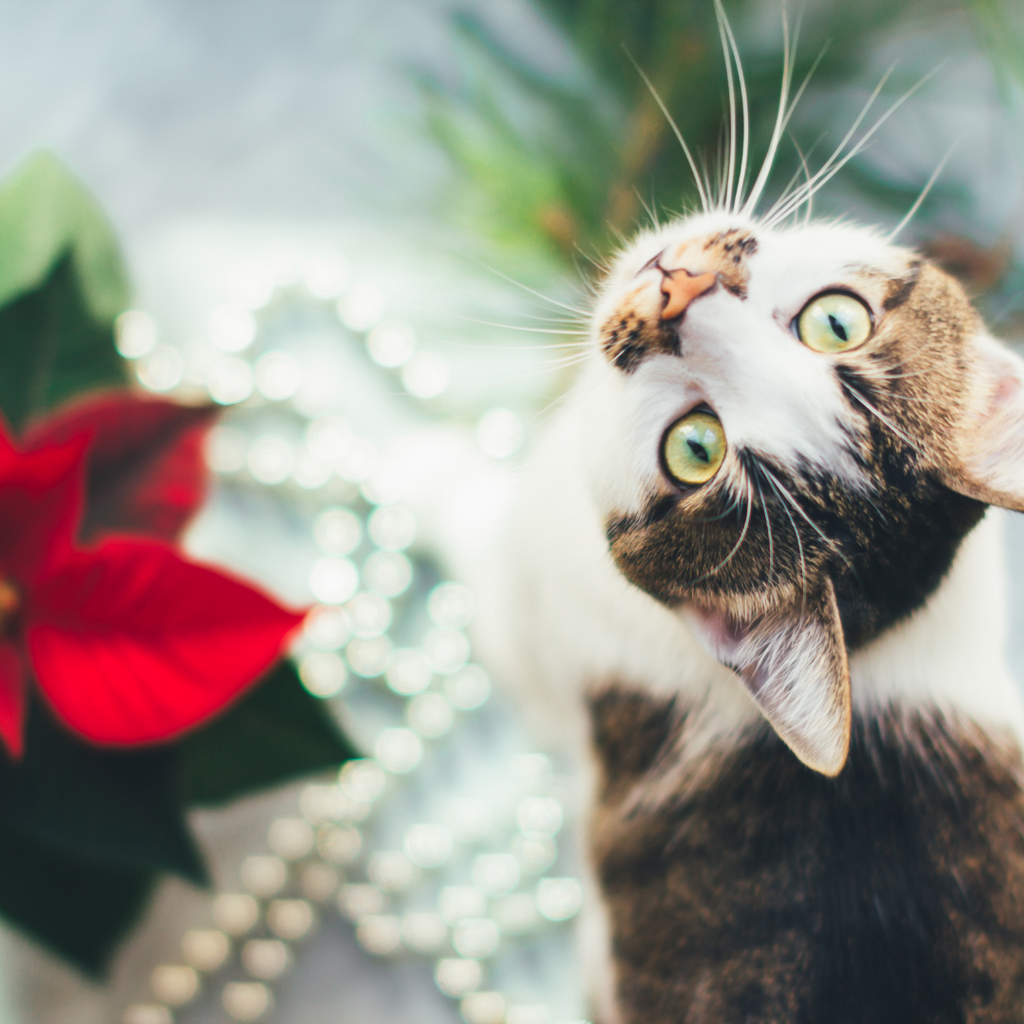Holiday Plants That Are Toxic for Cats