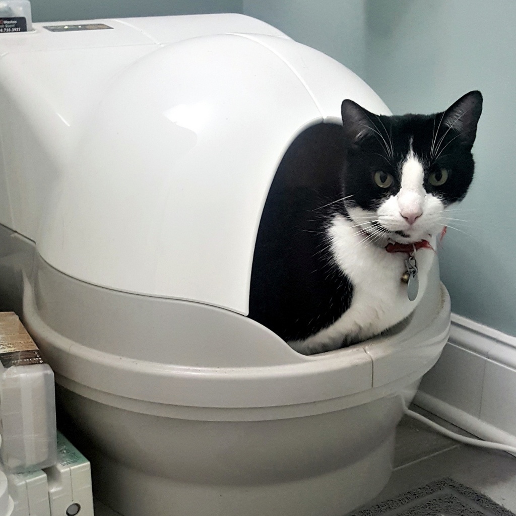 Tuxedo cat using CatGenie