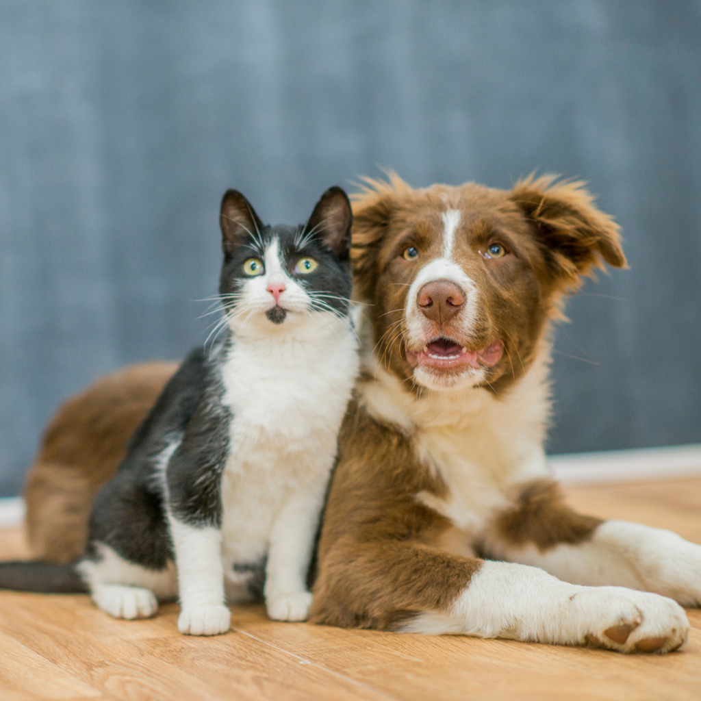 A black and white cat sits next to a brown and white dog as they look up, both content and focused.