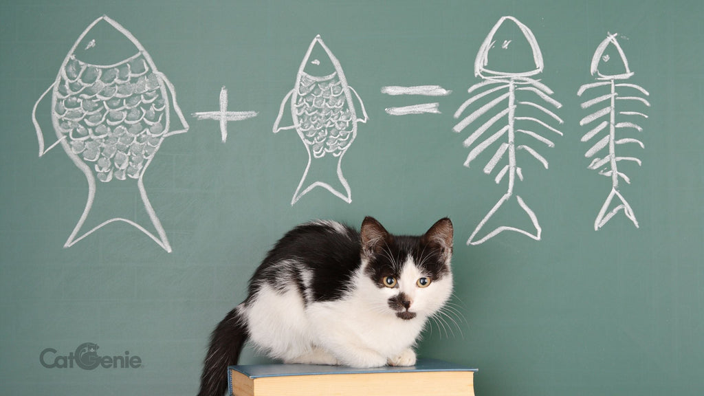 Cat in front of a blackboard