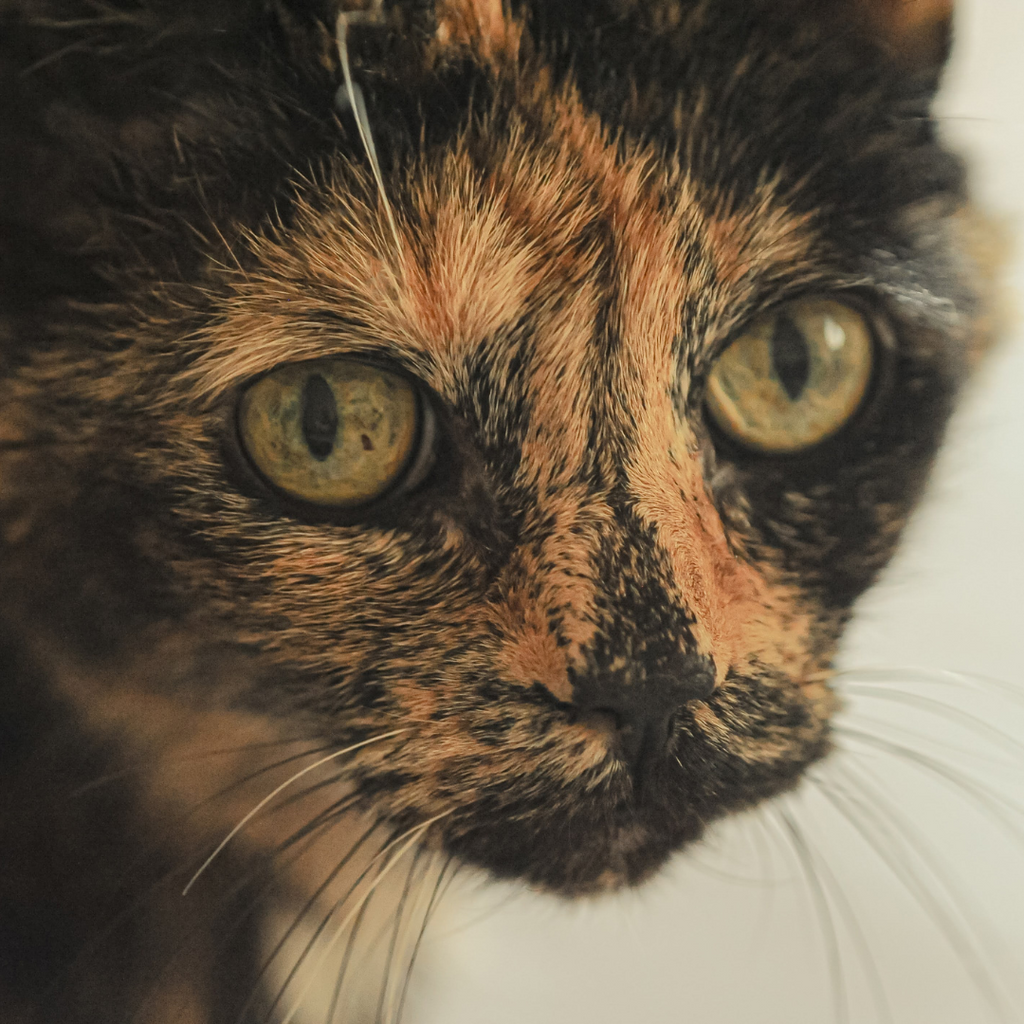 Why Adopting an Older Cat is the Kindest Thing You Can Do