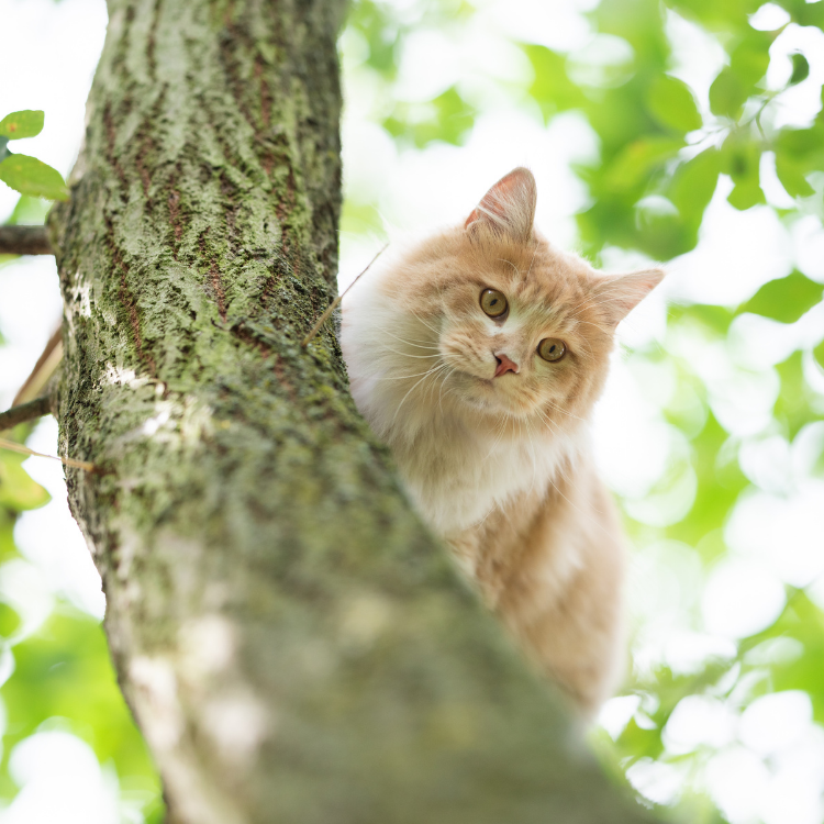 Who to Call for a Cat Stuck in a Tree - Atypical Cat Rescue and Other Services
