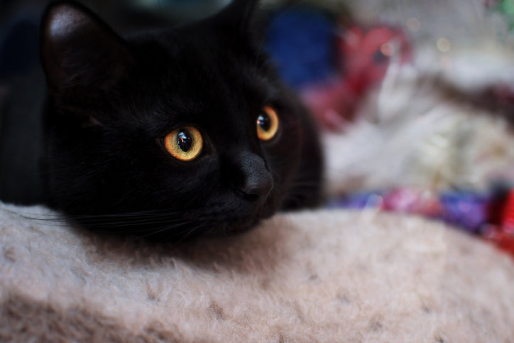 Why Are Black Cats So Amazing?