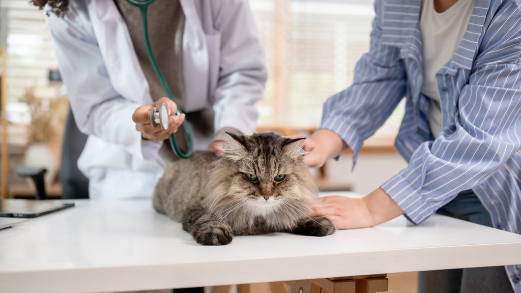 Cat at the vet
