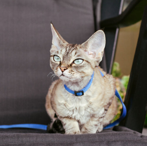 Harness Training: So You Want to Walk Your Cat