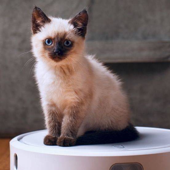 Why You Should Be Letting A.I. Take Care of Your Cats