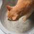 Washable Granules in CatGenie bowl with Cat